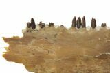 Fossil Fish (Ichthyodectes) Jaw Section - Kansas #144146-1